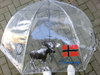 norwegischer Regenschirm